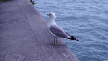 Toronto Limanı 'ndaki Ontario Gölü' ndeki martıyı kapatın..