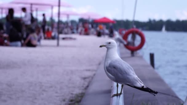 Toronto Ontario Kanada Juli 2021 Toronto Harbourfront Ontario Befindet Sich — Stockvideo