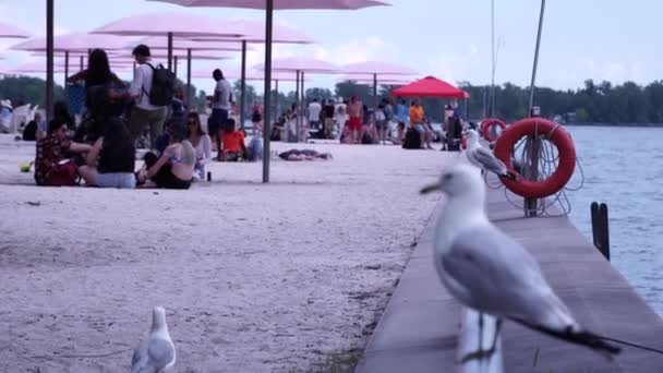 Toronto Ontario Kanada Července 2021 Toronto Harbourfront Ontario Kroku Znovuotevření — Stock video