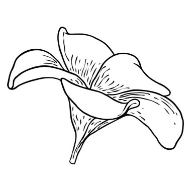 Plumeria ya da taç yapraklı Frangipani çiçekleri. Dekoratif egzotik tropikal çiçeklerin el çizimi sanatı, çiçek açan ve açık tomurcuklar. Vektör.