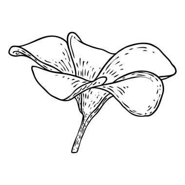 Plumeria ya da taç yapraklı Frangipani çiçekleri. Dekoratif egzotik tropikal çiçeklerin el çizimi sanatı, çiçek açan ve açık tomurcuklar. Vektör.