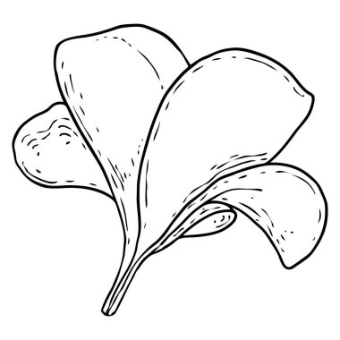 Plumeria ya da taç yapraklı Frangipani çiçekleri. Dekoratif egzotik tropikal çiçeklerin el çizimi sanatı, çiçek açan ve açık tomurcuklar. Vektör.