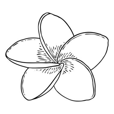 Plumeria çiçek tasarımı. Gerçek tesisattan yapılmış egzotik bitkilerden oluşan tropik bir çiçek. Hawaii frangipani çiçeği, açık yapraklı, izole. Geleneksel çiçekli hoş geldin dekorasyonu. Vektör.
