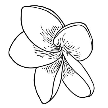 Plumeria çiçek tasarımı. Gerçek tesisattan yapılmış egzotik bitkilerden oluşan tropik bir çiçek. Hawaii frangipani çiçeği, açık yapraklı, izole. Geleneksel çiçekli hoş geldin dekorasyonu. Vektör.
