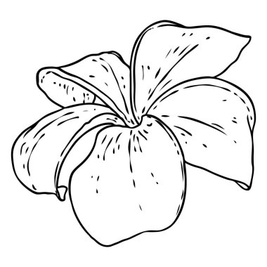 Plumeria çiçek tasarımı. Gerçek tesisattan yapılmış egzotik bitkilerden oluşan tropik bir çiçek. Hawaii frangipani çiçeği, açık yapraklı, izole. Geleneksel çiçekli hoş geldin dekorasyonu. Vektör.