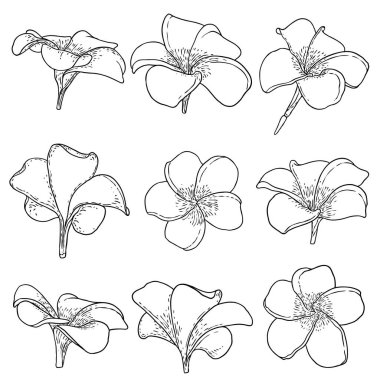 Spa salonu Plumeria çiçek serisi sanat eseri tasarımı seti. Yoga yağı aromaterapisi ve sıcak masaj stüdyosu, hoş geldin sembolü. Frangipani çiçeğinin açık tomurcuğunu çizmek. Vektör. 