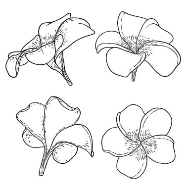 Plumeria el çizimi setiyle çiçek açar. Tropiklerden açan egzotik çiçekler. Hawaii 'den geleneksel çiçek yaprakları, Bali koleksiyonu. Açık tomurcuklar, Plumeria taç yaprakları çizim sanatı. Vektör.
