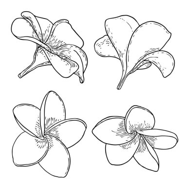Plumeria seti. Geleneksel Hawaii tropikal kolyesi ya da boyun çelengi çiçek tasarım elementleri. Hoş geldin davetiye dekorasyonu. Gerçek Plumeria 'dan çizim sanatı, koleksiyon. Vektör.