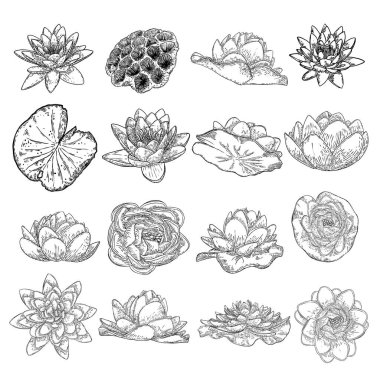 Lotus çiçekleri. Çiçekli bitkisel su çiçekleri. Issız bir gölet, kır çiçekleri. Manevi beden ve zihin tasarımları, spa, meditasyon, din, yoga için nilüfer çiçeği koleksiyonu. Vektör.