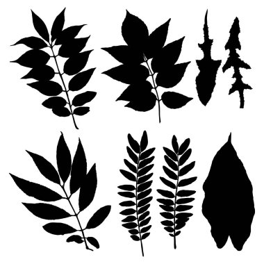 Çeşitli orman yaprakları. İzole ağaç dalları ve bitkiler yaprak ya da yaprak silueti. Gerçek bitkilerden yapılmış. Vektör.