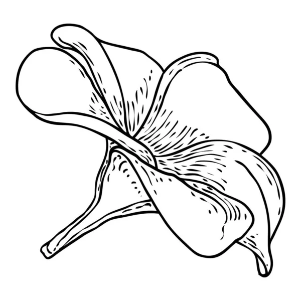 Plumeria Eller Frangipani Blommor Med Kronblad Ritning Hand Dras Linje — Stock vektor