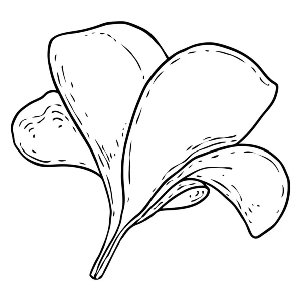Plumeria Flores Frangipani Con Dibujo Pétalos Arte Línea Dibujado Mano — Vector de stock
