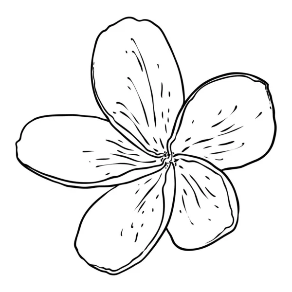 Plumeria Diseño Flores Flor Tropical Planta Exótica Hecha Plumeria Real — Archivo Imágenes Vectoriales