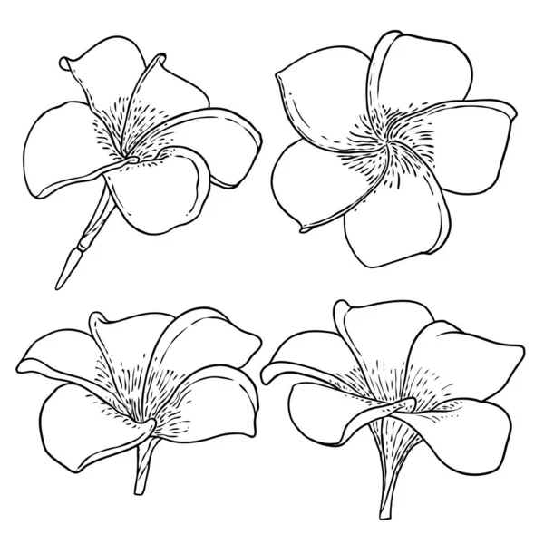 Plumeria设置 夏威夷传统热带项链或花环花的设计元素 欢迎光临装饰 画线艺术从真正的Plumeria — 图库矢量图片