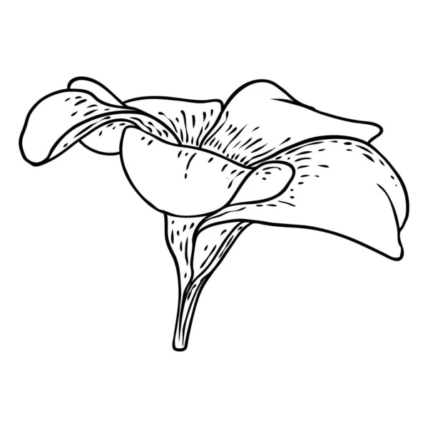 Plumeria Flores Frangipani Com Pétalas Desenho Arte Linha Desenhada Mão — Vetor de Stock
