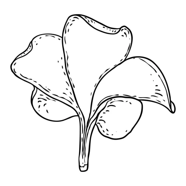 花弁が描かれたプルメリアまたはフランジパニの花 手は装飾的なエキゾチックな熱帯の花の線画を描き 開花し 開く芽 ベクトル — ストックベクタ