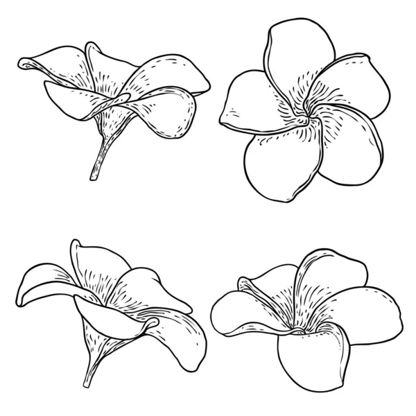 Plumeria Készlet Hagyományos Hawaii Trópusi Nyaklánc Vagy Nyakkoszorú Virág Design — Stock Vector