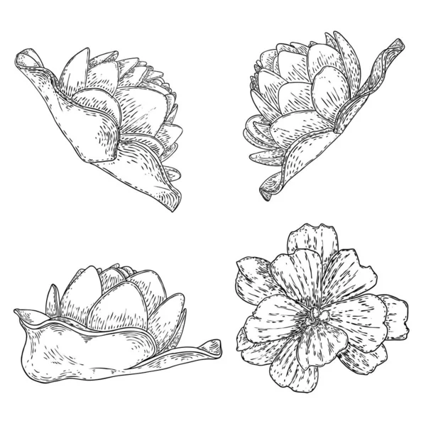 Satz Lotusblüten Linienkunst Stilisiert Sammlung Von Lotusblumen Blüht Schwarz Weiße — Stockvektor