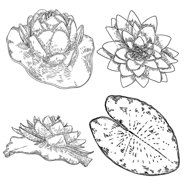 Set Lotus Drawings Various View Water Lily Blooming Heads Leafs — Stock Vector