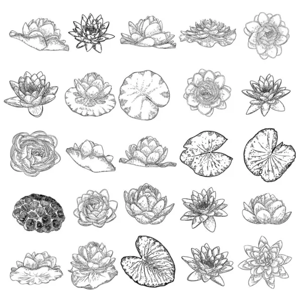 一组莲花画 百合花花冠和叶子的各种景观 花蕾手绘花柱 野生池塘荷花设计元素的灵体和心灵视觉 — 图库矢量图片