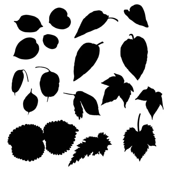 Blatt Silhouette Kollektion Laub Set Heimische Frühlingsblätter Botanische Illustration Handgezeichneter — Stockvektor