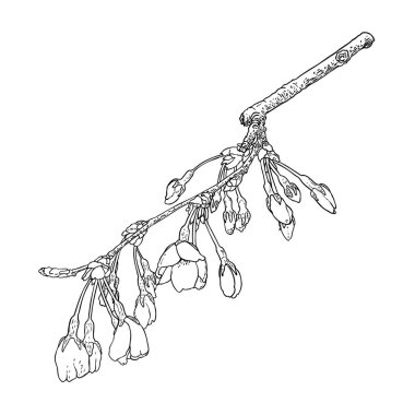 El çizimi Sakura dal dalını izole etti. Bahar kiraz çiçekleri resmi siyah beyaz. Japonya 'nın ulusal çiçekleri. Sakura 'nın ağaç dalı açılır ve tomurcuklanır. Vektör. 