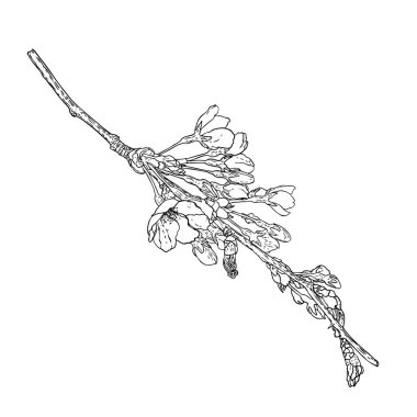 Bahçeden çiçek açan Sakura. Japonya 'nın ulusal bahar çiçekleri ve dalları. Gerçek ağaç dallarından kiraz çiçeği botanik çizimi. Siyah ve beyaz vektör.