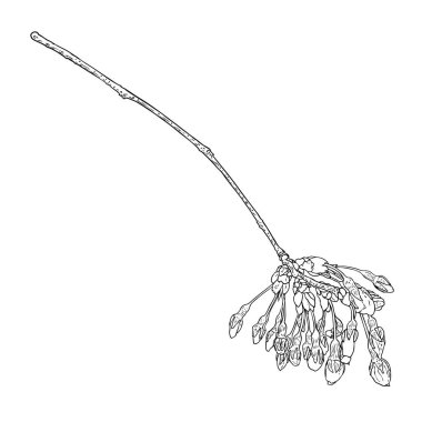 El çizimi Sakura dal dalını izole etti. Bahar kiraz çiçekleri resmi siyah beyaz. Japonya 'nın ulusal çiçekleri. Sakura 'nın ağaç dalı açılır ve tomurcuklanır. Vektör. 