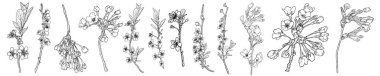 Bahar Sakura çiçekleri çiçek açan sanat seti, el çizimi kiraz çiçekleri gerçek dal ve dallardan yapılmış, beyaz ve siyah renklerde izole edilmiş. Çiçek tomurcukları Japon tatili için açılıyor. Vektör.