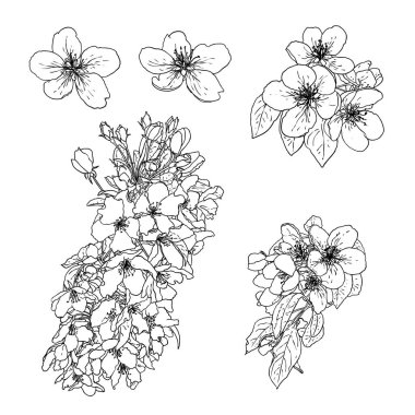 Sakura çiçekleri çiçek açmış, elleri siyah beyaz mürekkep şeklinde çizilmiş. Kiraz çiçekli dallar izole bir illüstrasyon. Ulusal Japon bahar çiçekleri için gerçek ağaç çiçekleri çiziyorum. Vektör