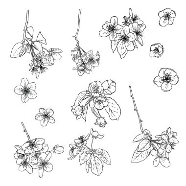 Geleneksel Japon ilkbahar seti Sakura çiçekleri açıyor. Gerçek çiçek bitki koleksiyonuna dayanan kiraz çiçeği dallarının ulusal sezon tatili. Vektör.