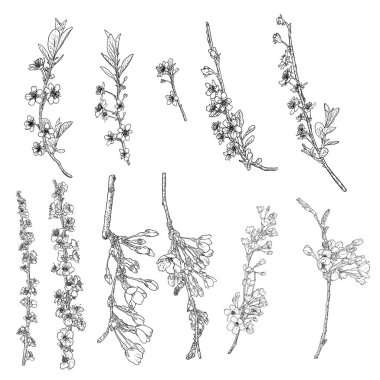 Sakura çiçekleri çiçek açar. Kiraz çiçekleri dallar açar. Tomurcuklar ve botanik çizimler koleksiyonu bırakıyor. Siyah ve beyaz ulusal geleneksel ağaç dalları bahar açılışı seti, Vektör.