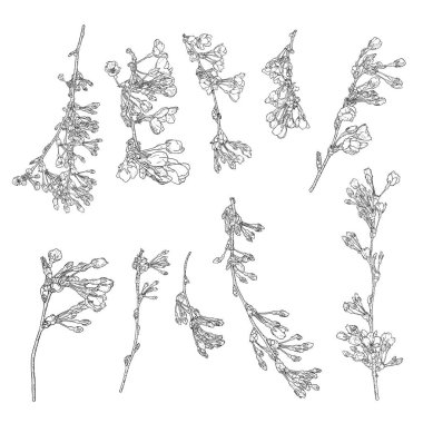 Sakura çiçekleri çiçek açmış, elleri siyah beyaz mürekkep şeklinde çizilmiş. Kiraz çiçekli dallar izole bir illüstrasyon. Ulusal Japon bahar çiçekleri için gerçek ağaç çiçekleri çiziyorum. Vektör