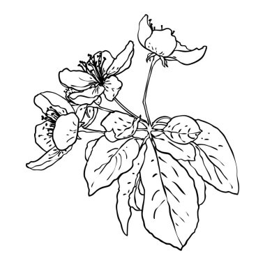 Bahçeden çiçek açan Sakura. Japonya 'nın ulusal bahar çiçekleri ve dalları. Gerçek ağaç dallarından kiraz çiçeği botanik çizimi. Siyah ve beyaz vektör.