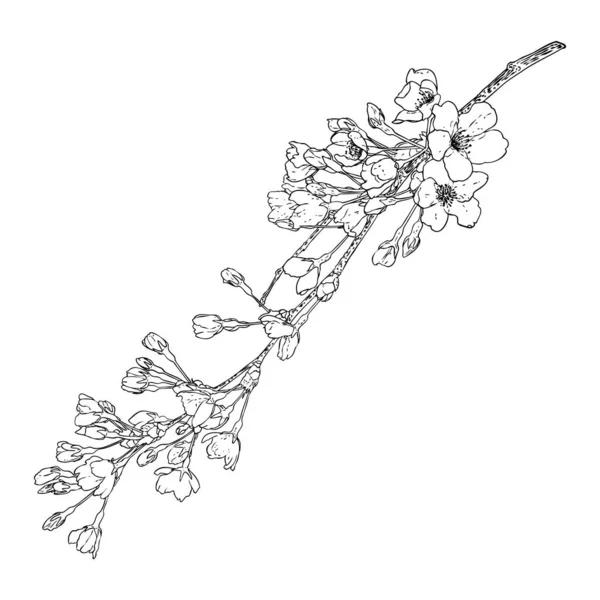 Blommande Sakura Från Trädgården Nationella Vårblommor Och Kvist Japan Körsbärsblomma — Stock vektor