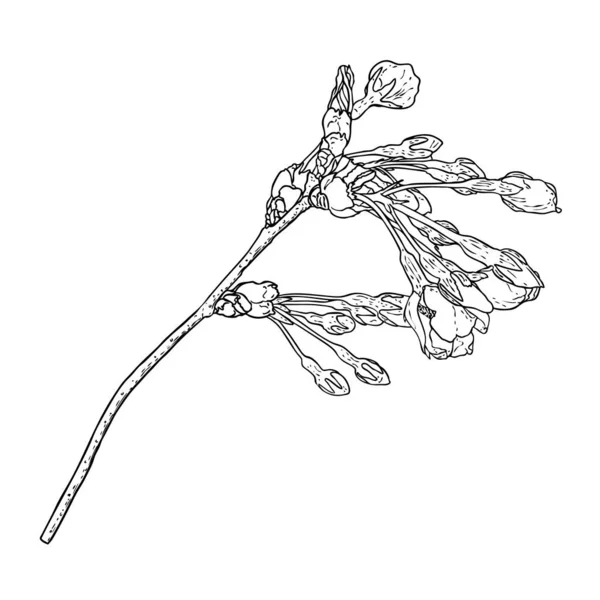 Sakura Oksa Kirsikankukkaoksa Japanin Kansalliset Kukat Kasvitieteellinen Kuvitus Mustavalkoisena Käsin — vektorikuva