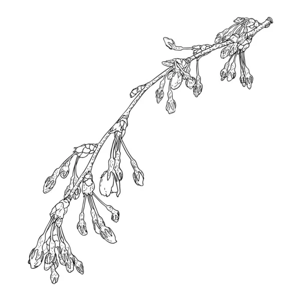 손으로 사쿠라 나뭇가지 벚꽃은 흑백으로 묘사되어 일본의 사쿠라의 나뭇가지가 돋아나고 — 스톡 벡터