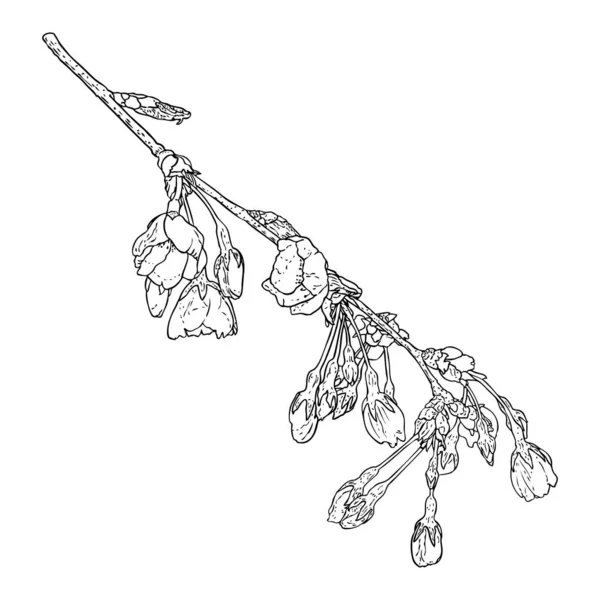 Sakura Zweig Kirschblütenzweig Nationalblumen Japans Botanische Illustration Schwarz Weiß Handgezeichnete — Stockvektor