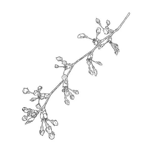 Sakura Twig Cherry Blossom Branch National Flowers Japan Botanical Illustration — Stock Vector