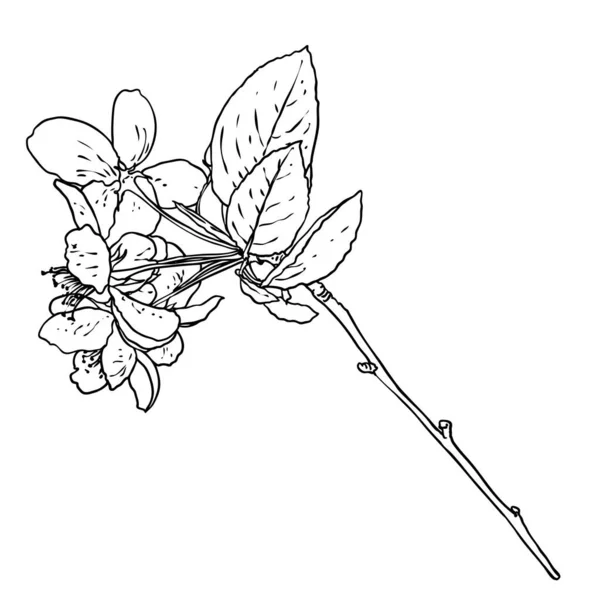 Brindille Sakura Isolée Dessinée Main Printemps Fleurs Cerisier Illustration Noir — Image vectorielle