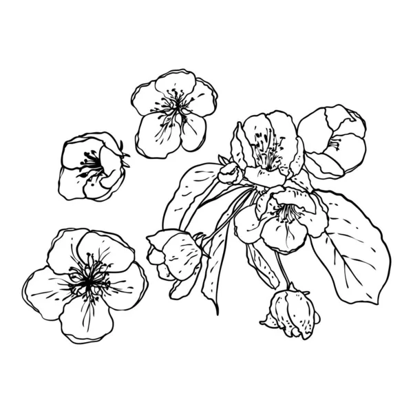 Handritad Isolerad Sakura Gren Kvist Våren Körsbär Blomma Blommor Illustration — Stock vektor