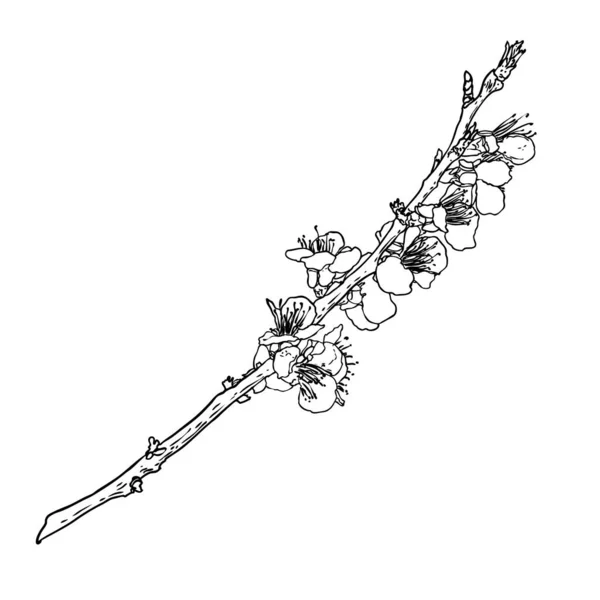 Kézzel Rajzolt Izolált Sakura Tavaszi Cseresznyevirág Virág Illusztráció Fekete Fehér — Stock Vector
