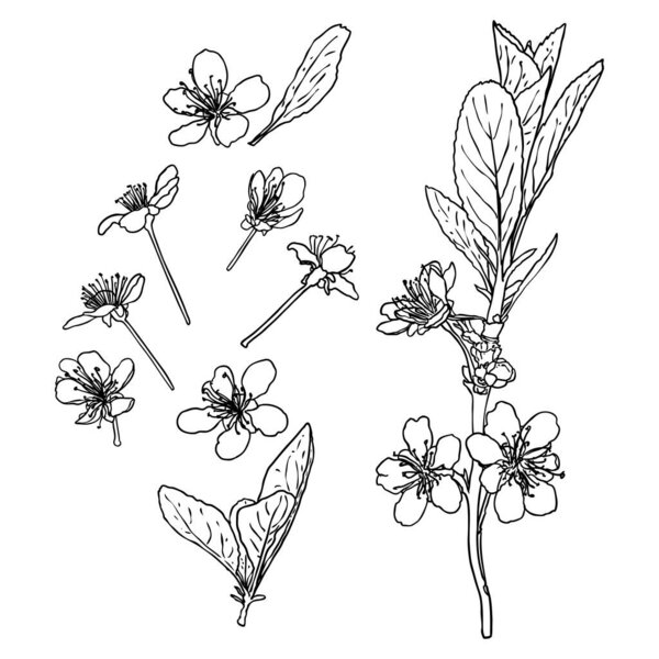 Ручной рисунок ветки Сакуры. Весенний цветок вишни иллюстрация в черно-белых цветах. Национальные цветы Японии. Дерево палочки Сакуры хлопает и почки открываются. Вектор. 