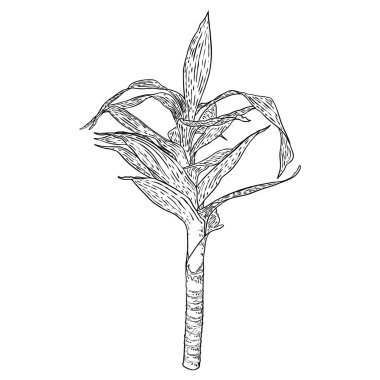 Yapraklı bambu sapı. Japon ya da Çin bitkilerinin çizim stili. Asya orman ağacı. Yapraklı dal. Bambu otları doğuya özgü tropikal bitki dalı. Vektör.  