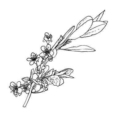 El çizimi Sakura dal dalını izole etti. Bahar kiraz çiçekleri resmi siyah beyaz. Japonya 'nın ulusal çiçekleri. Sakura 'nın ağaç dalı açılır ve tomurcuklanır. Vektör. 