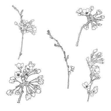 Geleneksel Japon ilkbahar seti Sakura çiçekleri açıyor. Gerçek çiçek bitki koleksiyonuna dayanan kiraz çiçeği dallarının ulusal sezon tatili. Vektör.