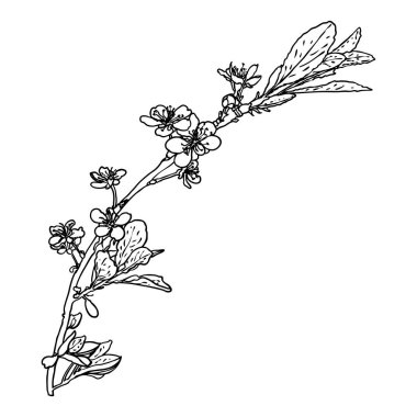 El çizimi Sakura dal dalını izole etti. Bahar kiraz çiçekleri resmi siyah beyaz. Japonya 'nın ulusal çiçekleri. Sakura 'nın ağaç dalı açılır ve tomurcuklanır. Vektör. 