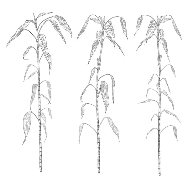 Bambuskogsset Designelement Traditionella Japan Och Kina Trädgårdsväxter Trädgren Med Löv — Stock vektor