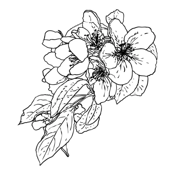 Сакура Твиг Ветка Сакуры Национальные Цветы Японии Ботаническая Иллюстрация Черно — стоковый вектор