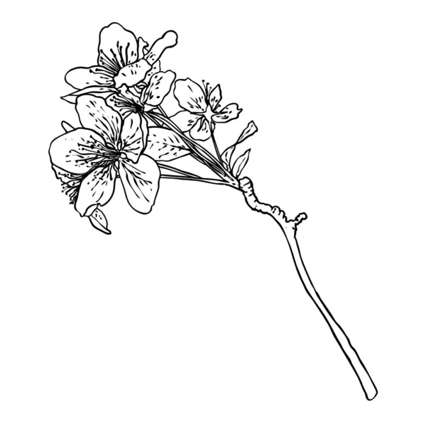 Peluca Rama Sakura Aislada Dibujada Mano Primavera Flores Flor Cerezo — Archivo Imágenes Vectoriales